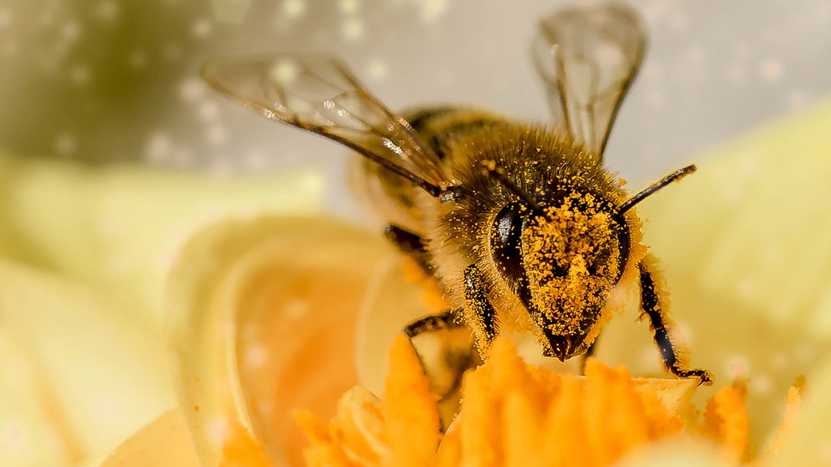 things that sting dr andrew whyte bpca Identification of the insect responsible for an allergic reaction can be useful in diagnosis, testing, and management.
